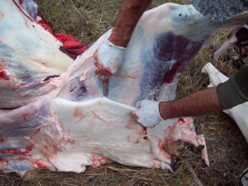 skinning an elk, deer,