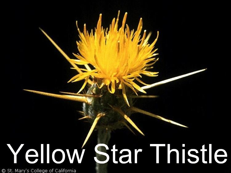 Larger_Yellow_Star_Thistle.jpg