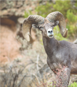 Big Horn Ram