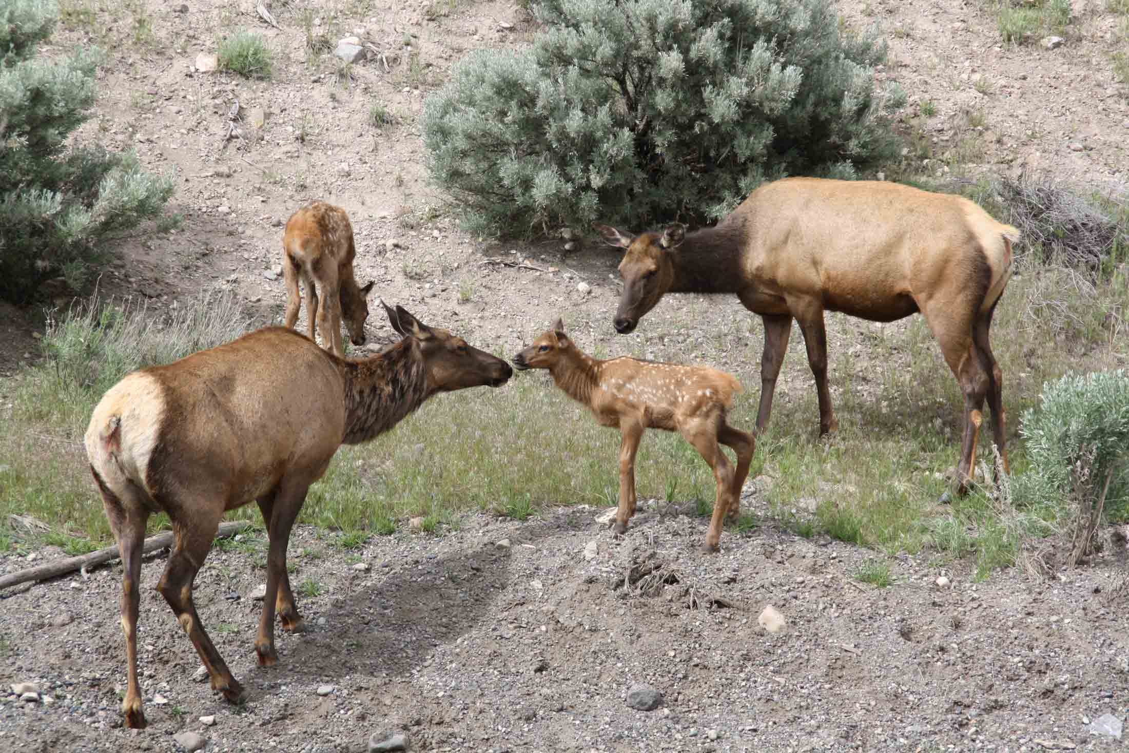Elk Calf and Cows Elk Calf and Cows