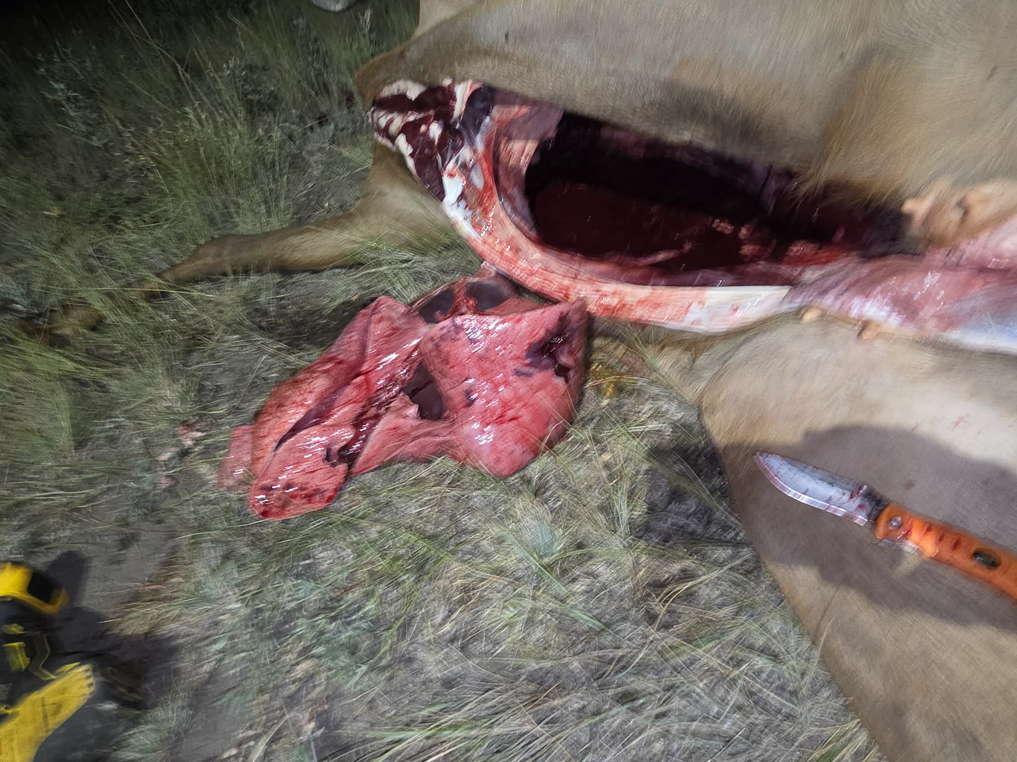 Lungs Removed