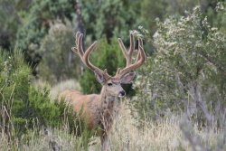 Mulie Buck in Velvet