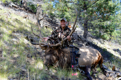 Bull Killed in ASAT Leafy 3D