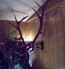 Euorpean Skull Mount