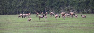 Just part of the herd