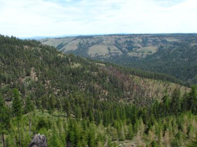 Good for elk ...Tough on feet