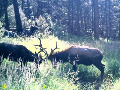 Two muddy bulls fighting.
