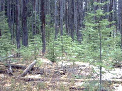 My kind of Elk country