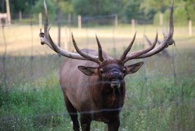 My neighbor down the road that taunts me