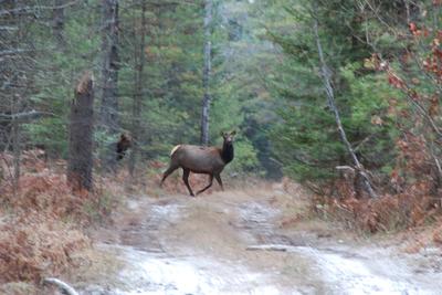 Cows that got away...